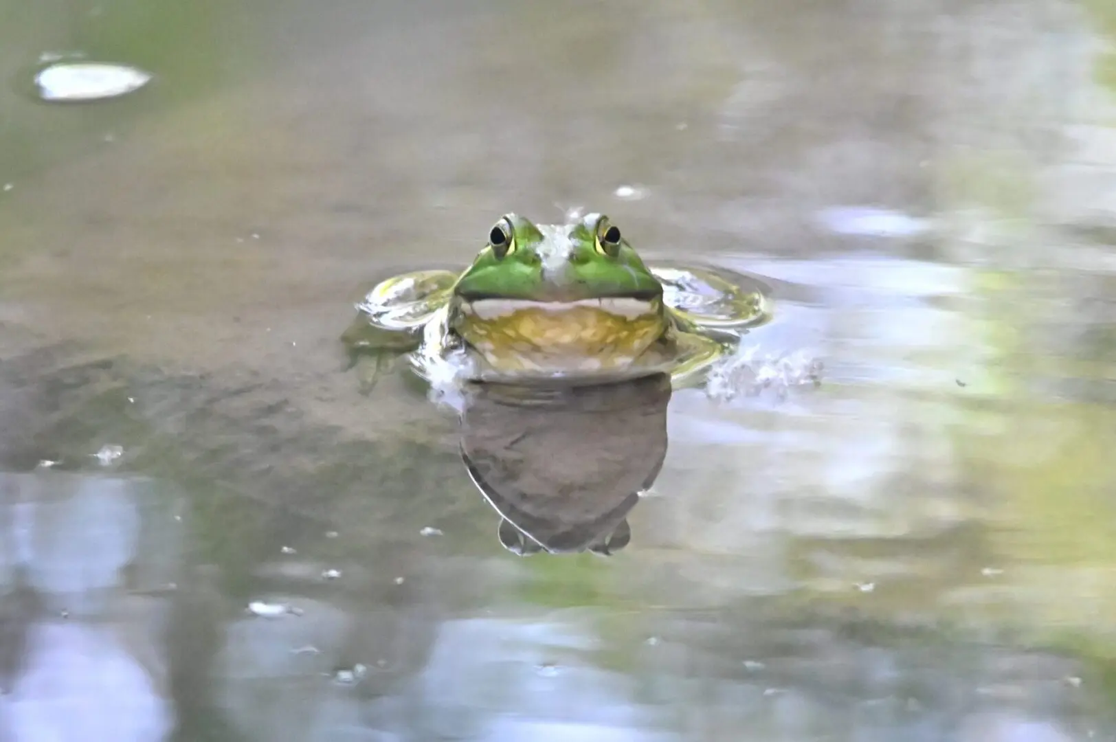 The American Bullfrog Martini in Water