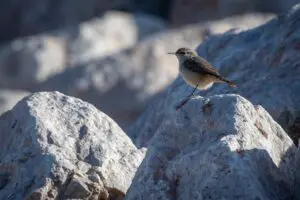 Wetlands Park Rock Wren