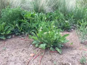 Green shrubs with long pink roots