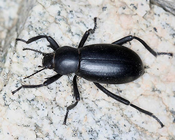 Pinacate Beetle_