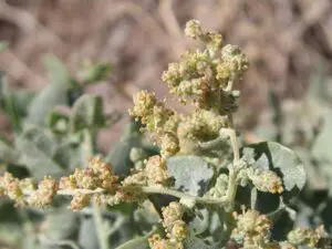 Male Quailbush Flowers in Wetlands Park Friends Image