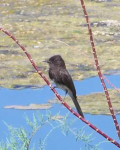 Black Phoebe sitting on a tree branch