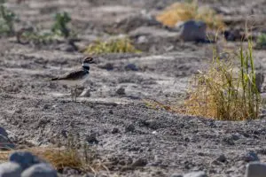 Killdeer Pablo Walker wandering alone