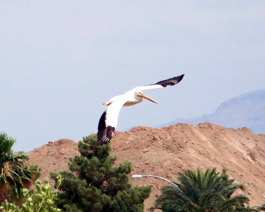 White Pelican flying at a low level