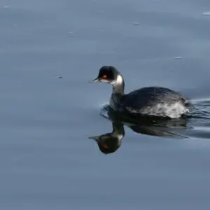 Eared Grebe Walker swimming on a lake