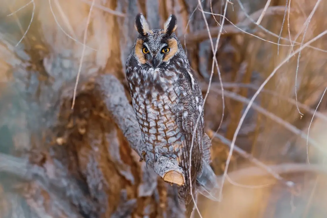 Long eared Owl Martini sitting on a branch
