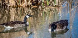 Canada Goose Gibe floating on the lake