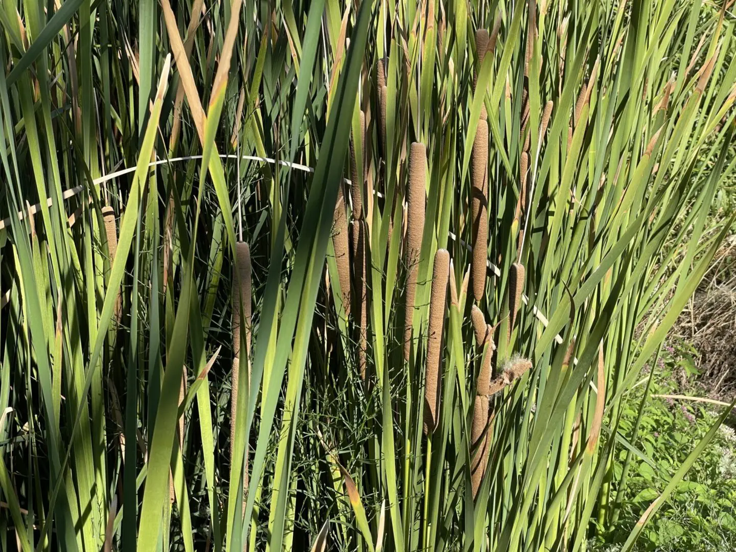 Cattail plant leaves with long stems