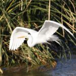 The Great Egret Flying over Pond
