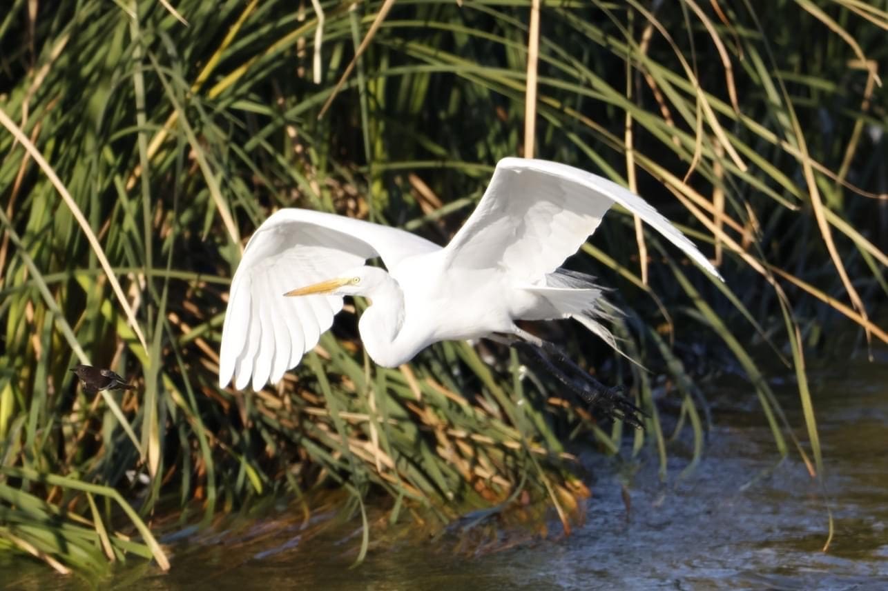 The Great Egret Flying over Pond