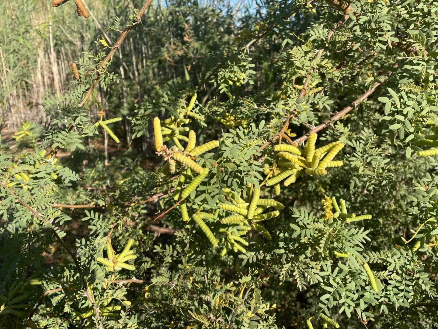 Wild Screwbean Mesquite with green leaves
