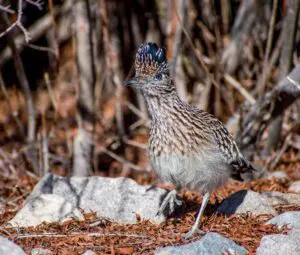 Greater Roadrunner Gibe standing on one foot