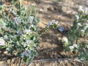 Wild Scorpion Flower in the desert