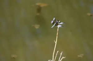 Widow Skimmer sitting on a stick