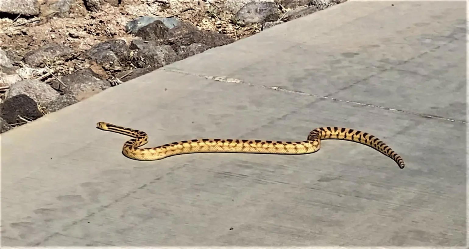 Gopher Snake Drake in yellow and black