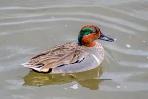 Green winged Teal Gibe swimming in lake
