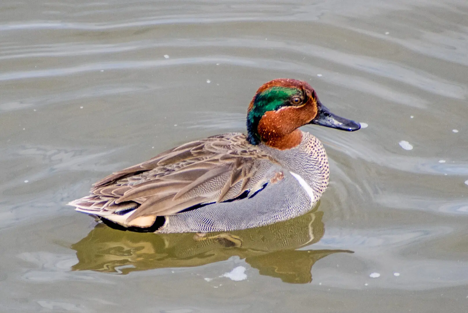 Green winged Teal Gibe swimming in lake