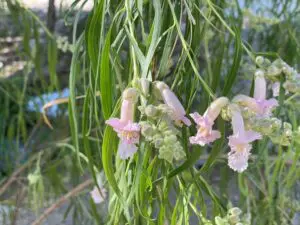 Desert Willow Leavitt with green life