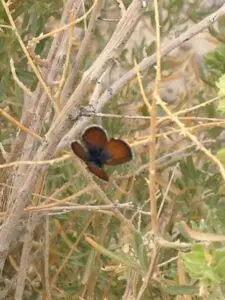 Western Pigmy Blue Raffel sitting on a stick