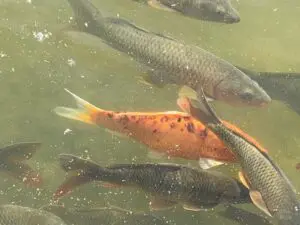 A group of koi fish swimming in a pond.