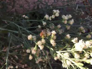 A bee is sitting on a flower.