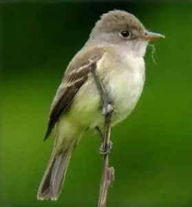 A small bird perched on a twig.