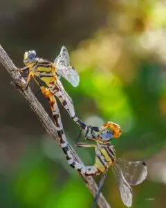 Two dragonflies perched on a twig.
