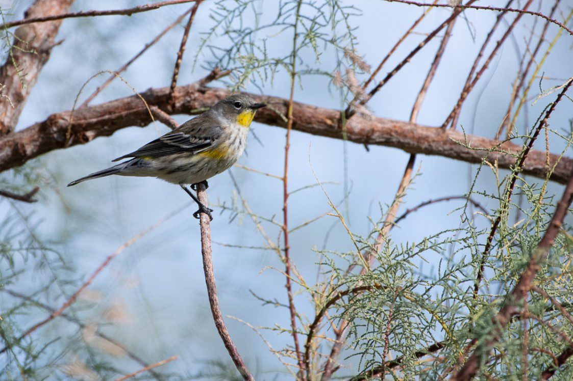 A yellow and gray bird is sitting on a branch.