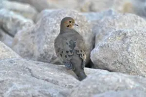A brown dove standing on a large pile of rocks.