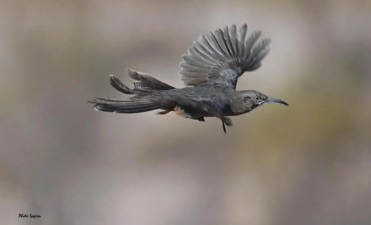A bird in flight with its wings spread out.