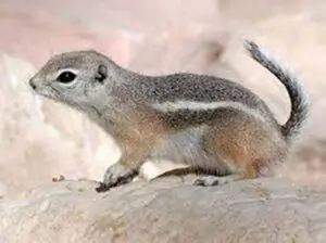 A small ground squirrel standing on a rock.