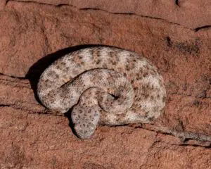 Rattlesnake Dinorah D. Arambula Photo