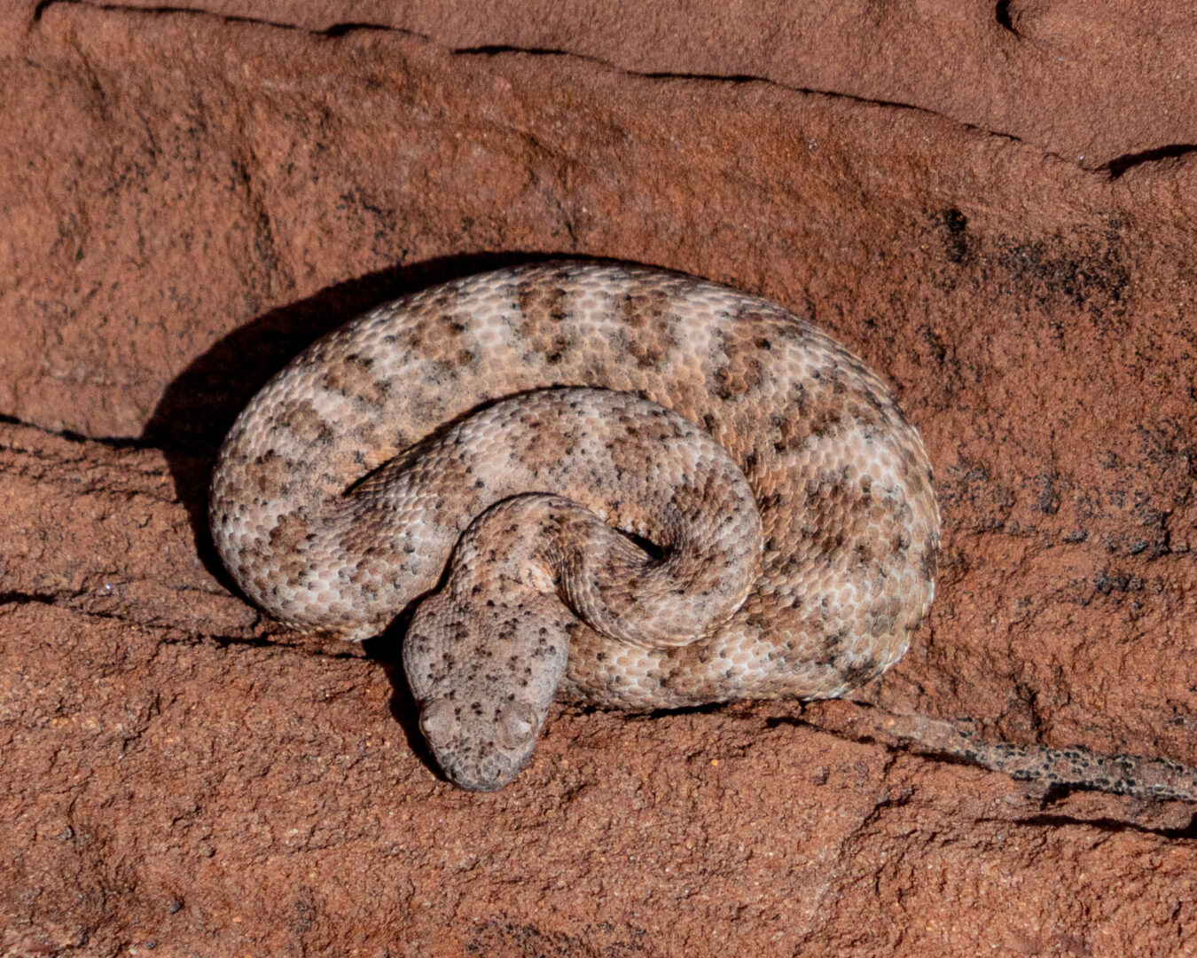 Rattlesnake Dinorah D. Arambula