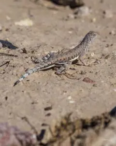 Western Zebra Tailed Lizard Facebook Image
