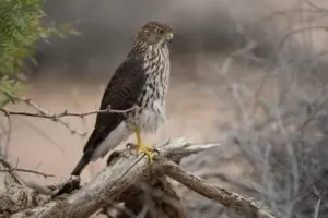 Juvenile Cooper Hawk Anonymous Photo