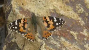 Painted lady butterfly on a rock.