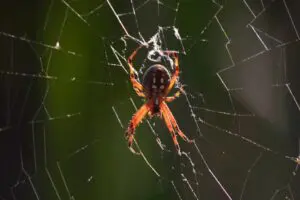 Spider in its web with green background.