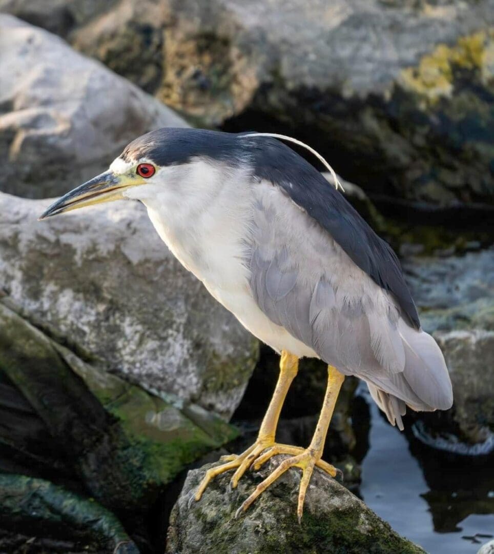 Black-crowned night heron standing on a rock.