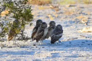 Five burrowing owls on the ground.