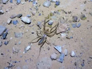 Sun spider on sandy ground.