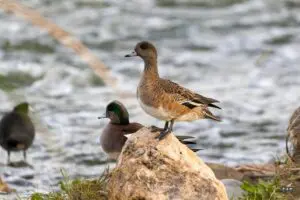 American wigeons perched on rock.
