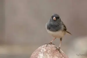 Dark-eyed junco perched on a rock.
