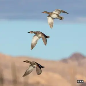 Three ducks flying against a blue sky.