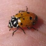 Ladybug sitting on human skin surface.