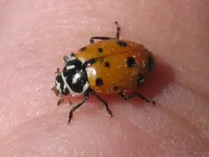 Ladybug sitting on human skin surface.