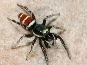 Colorful jumping spider on a textured surface.