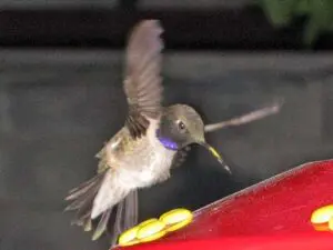 Hummingbird feeding at a red bird feeder.
