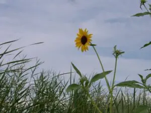 Sunflower in field under cloudy sky.