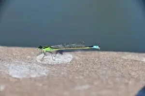 Green dragonfly resting on a stone surface.