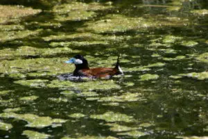 Duck swimming in a pond with algae.